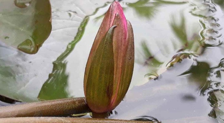 ইসির প্রতীক তালিকায় ‘শাপলা কলি’, গেজেট প্রকাশ
